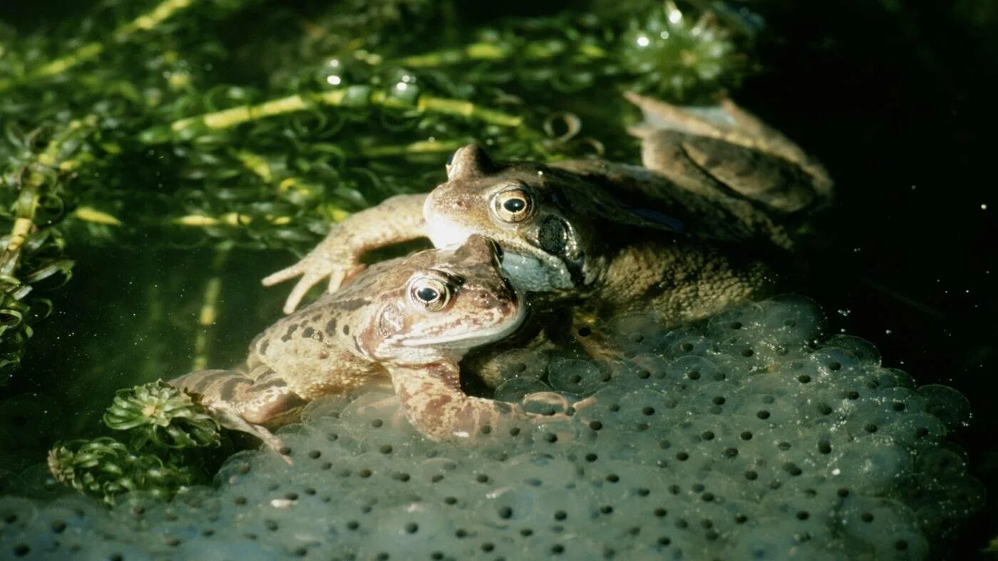 Лягушка размножается на суше. Головастик бесхвостой амфибии. Мальки лягушек. Головастик Озерной лягушки. Головастик травяной лягушки.