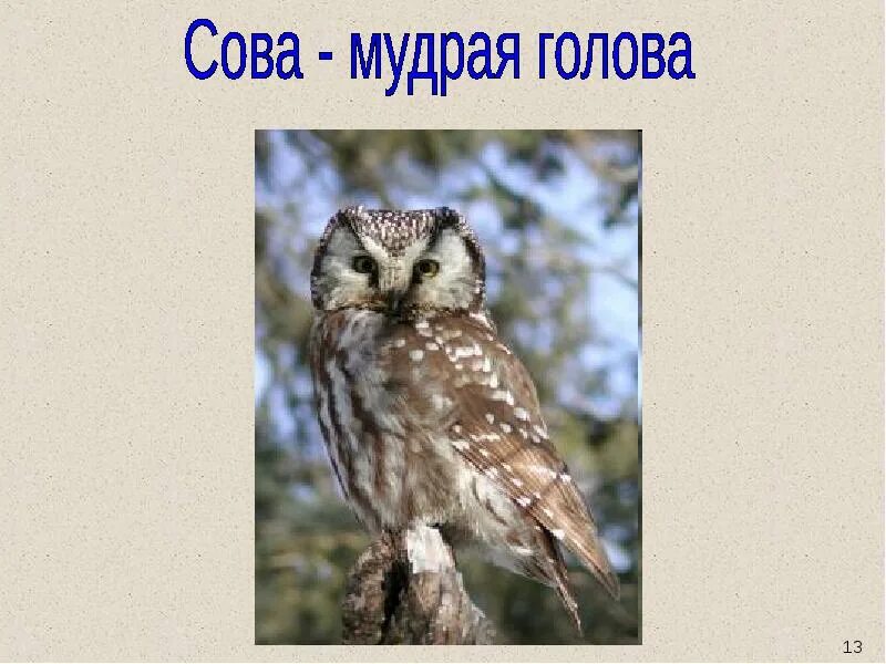 Определи жанр произведения бианки сова. Бианки в. &quot;сова&quot;. виталий бианки сова. слайды бианки сова. иллюстрация к сказке сова бианки.