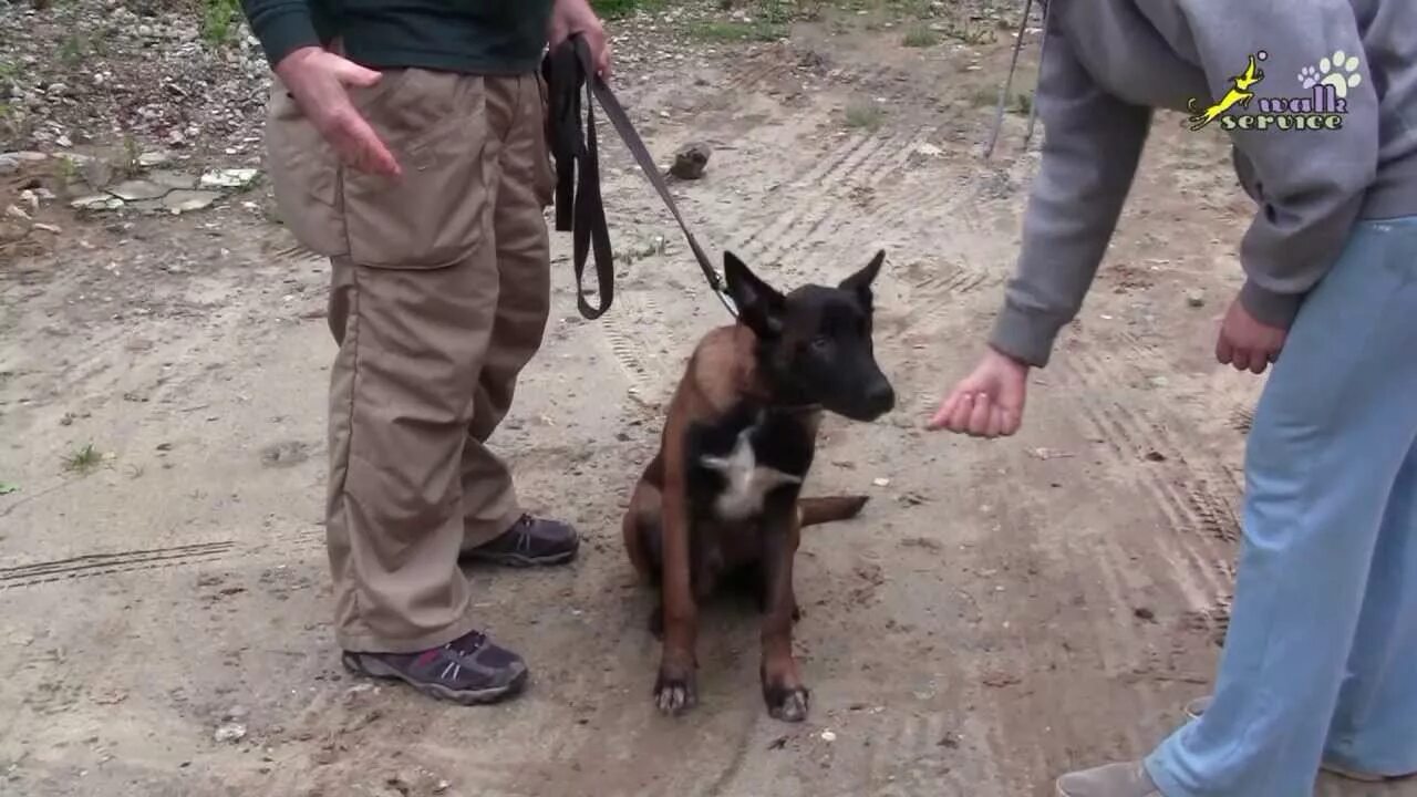 Отучить собаку реагировать на собак. Милано дрессировка собак. собака бежит на поводке. команда собаке взять. малинуа видео дрессировки.