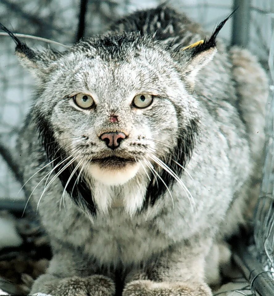 For their fur. Канадская Рысь. Lynx exxterrian. Рысь в тайге. Мамут кот дикий.