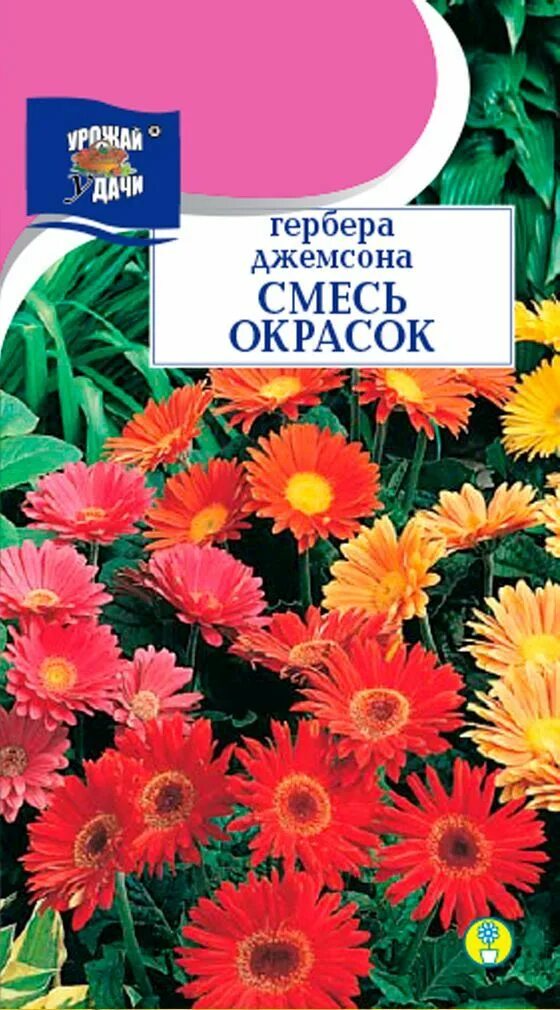 Семена герберы джемсона. Гербера джемсона гибрид смесь. Гербера джемсона престиж. Семена гербера джемсона. Гербера джеймсона f1 смесь.