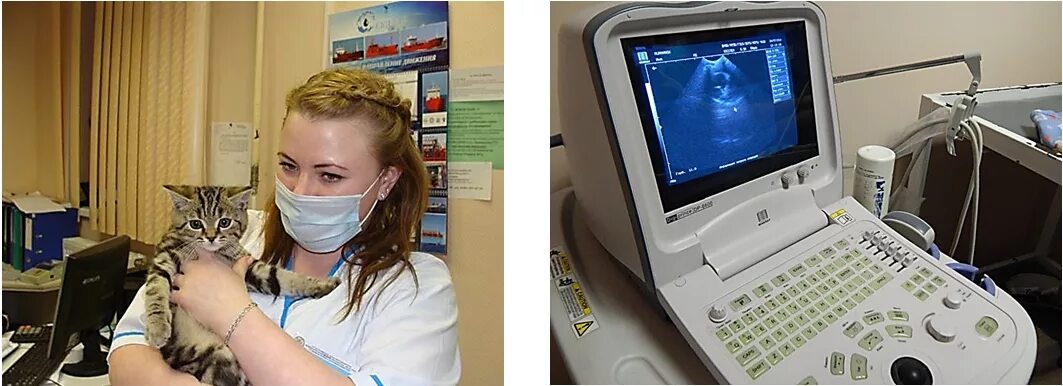 ветврач мурманск