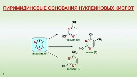 Пиримидиновые нуклеотиды