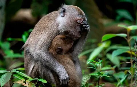 Comedy wildlife awards