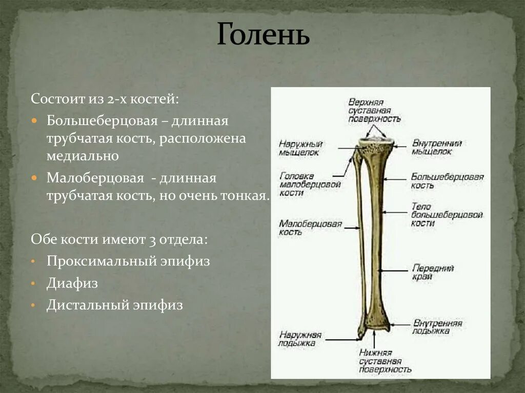 Кости голени сколько