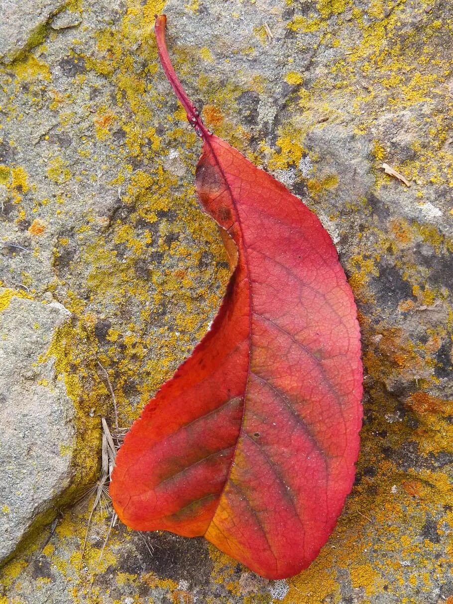 Leaf stone. Листья из камня. Осенние листья необычной формы. Листик из камня. Листик камень листик.