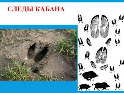 Следы кабанов