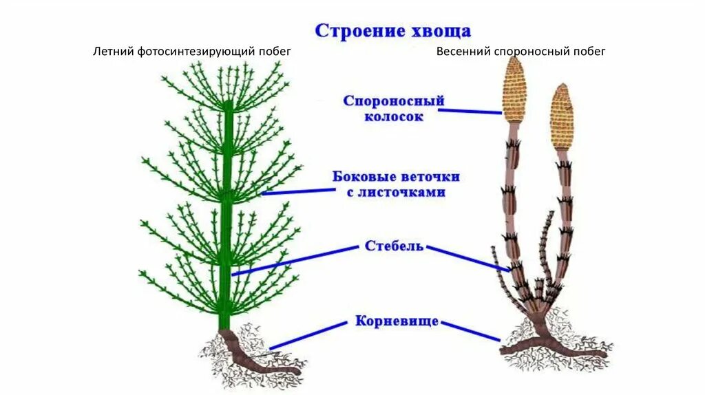 Стебель хвоща функция. Весенний побег хвоща полевого. строение весеннего побега хвоща полевого. хвощ полевой корневище. хвощ полевой весенние и летние побеги.
