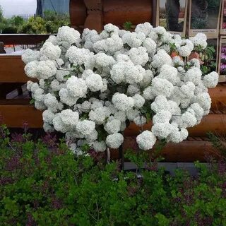 Калина эскимо