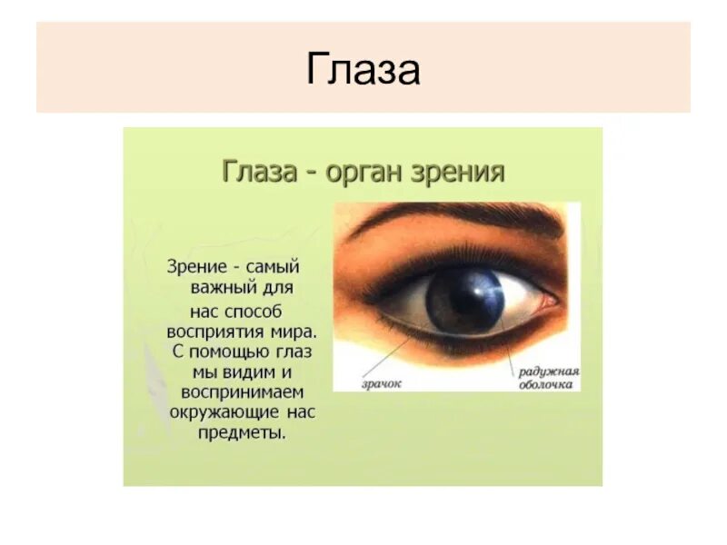 Органы чувств глаза 9 класс. Органы чувств глаза. Сообщение о органе чувств глаза. Интересные факты об органе чувств глаза. Презентация на тему орган чувств глаз.