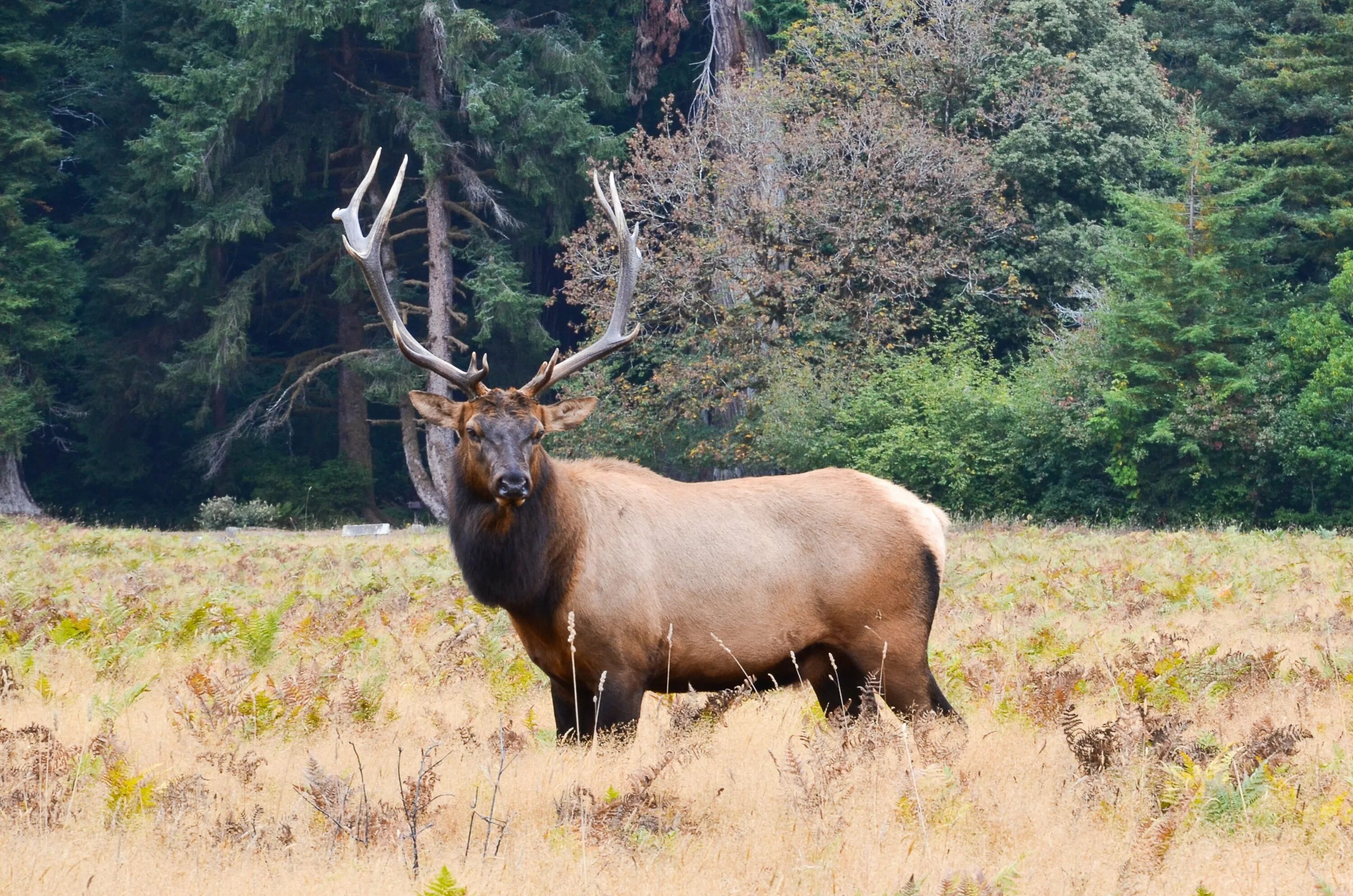 Лось Северной Америки. Североамериканский Лось. Животный мир США.