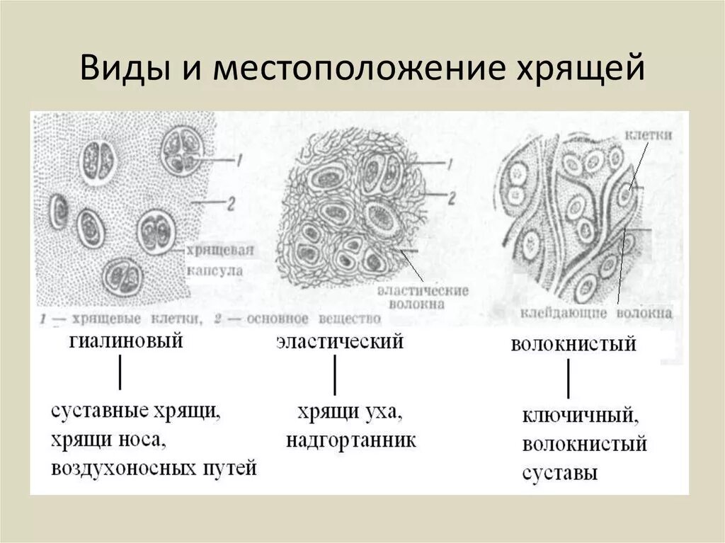 Хрящевая соединительная ткань схема. Типы хрящевой ткани. Схема строения хрящевой ткани. Хрящевая соединительная ткань строение. Хрящевая ткань животного