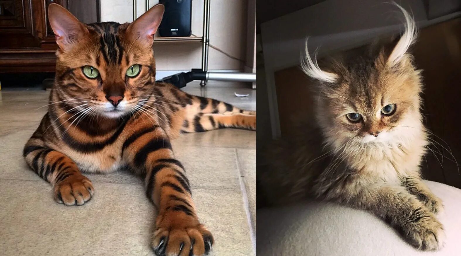 Аллерка кошка. Сервал ашера. Кот для детей. Саванна кошка f1. Самая правильная кошка.