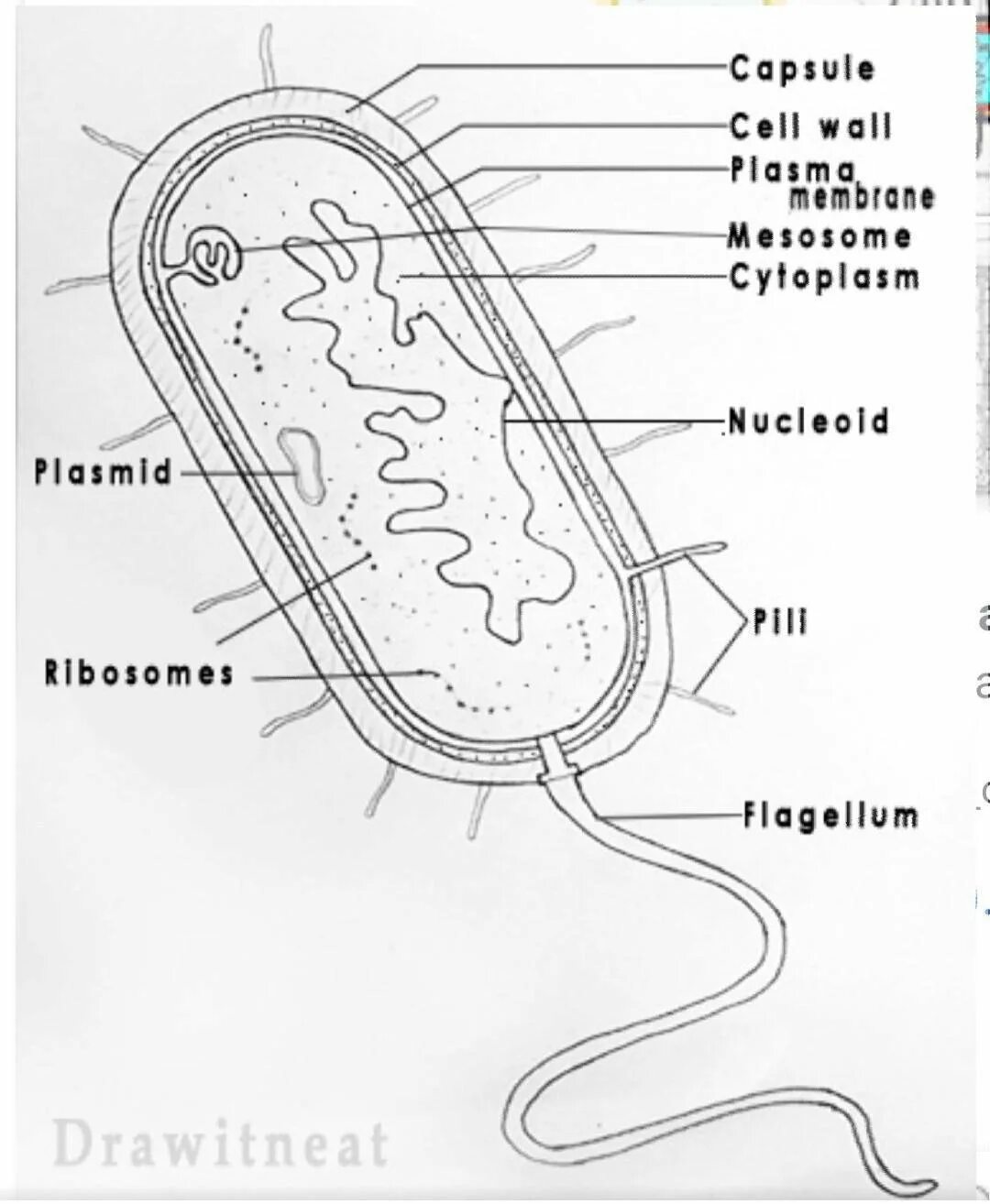 Строение клетки бактерии рисунок. Нарисовать карандашом строение бактериальной клетки. Строение бактериальной клетки карандашом. Бактериальная клетка клетка строение рисунок. Строение бактериальной клетки легко.