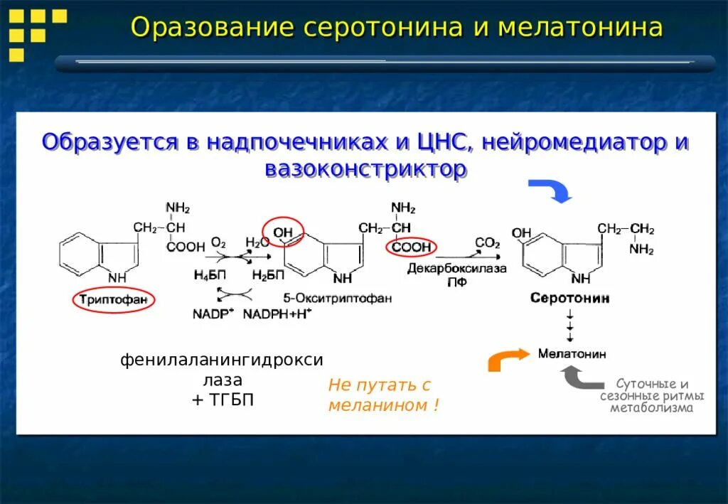 Синтез мелатонина. Серотонин Синтез биогенных Аминов. Реакция образования серотонина. Биогенные Амины триптофана. Синтез серотонина из триптофана реакции.