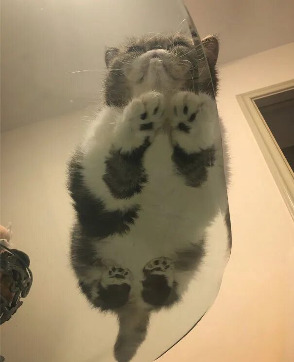 Кошка на стеклянном столе. Котики на стеклянном столе. Котик на стекле. Коты на стеклянном столе.