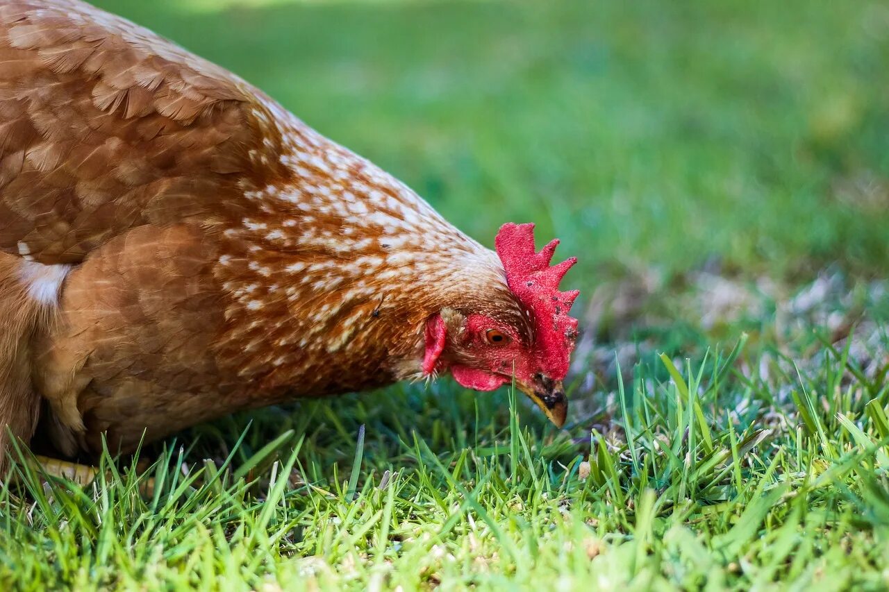O chicken