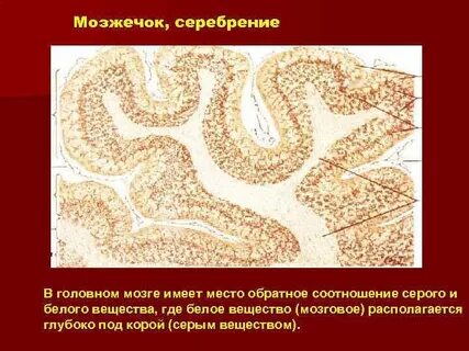 Серое вещество имеет