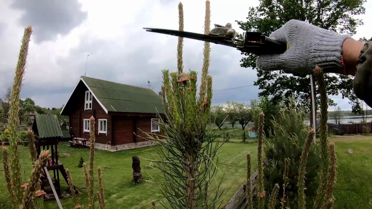 Сейчас сосну
