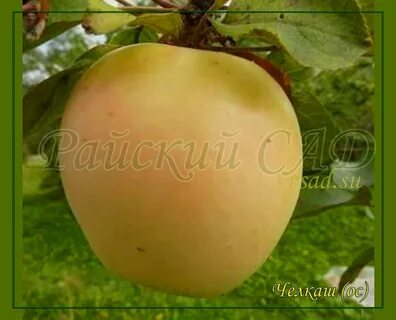 Сорт брянское