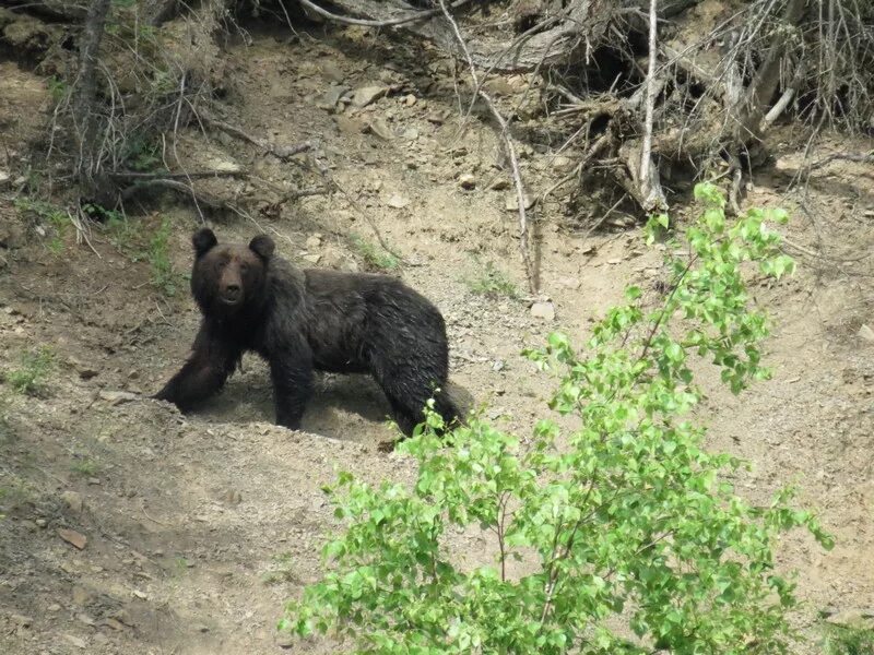 Pin by VasiliЧ on ANIMALS Mother bears, Bear, Brown bear