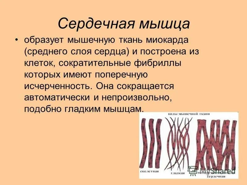 Наличием поперечной исчерченности обилием межклеточного. Наличием поперечной исчерченности обилием межклеточного