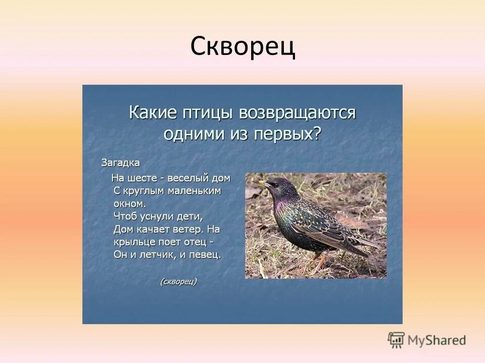 розовый скворец красная книга оренбургской области. какие птицы возвращаются самый 1. дрозд самка и самец. скворец краткое описание. фото птиц рода скворцовых.