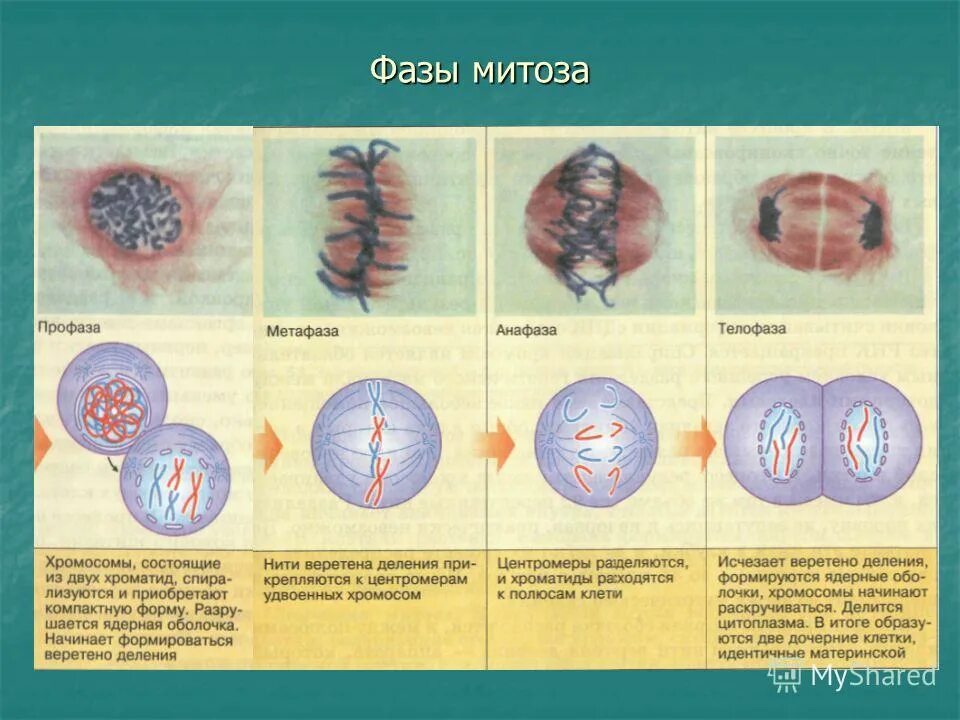 Деление триплоидной клетки. Фазы деления клетки кратко. Фазы митоза 10 класс. Фазы митоза схема. Фаза митоза профаза процессы.