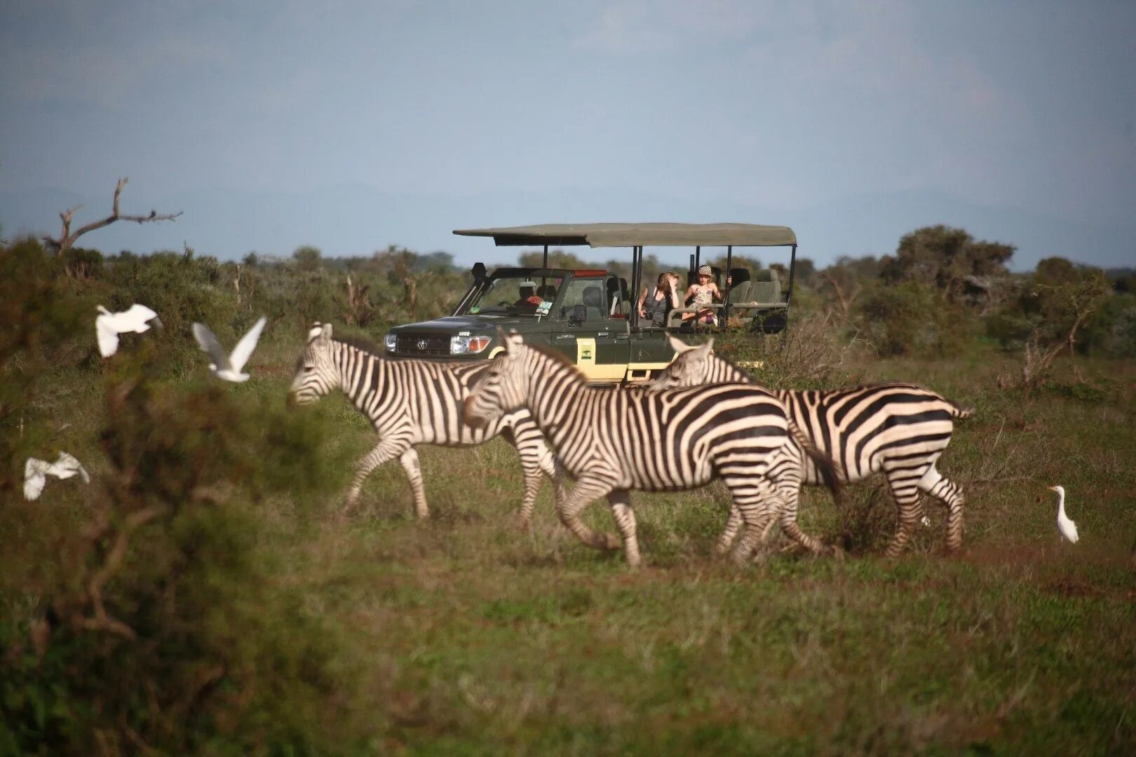 Wildlife adventure. Сафари (Амбосели национальный парк). Кения сафари. Серенгети сафари. Джип сафари в Кении в цаво.