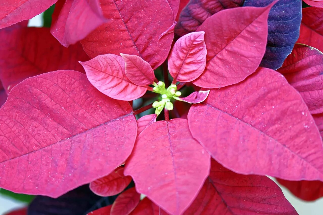 Пуансеттия autumn leaves. Ирезина хербста. Рождественский цветок пуансетия. Манго с красными листьями. Почему листья красные.