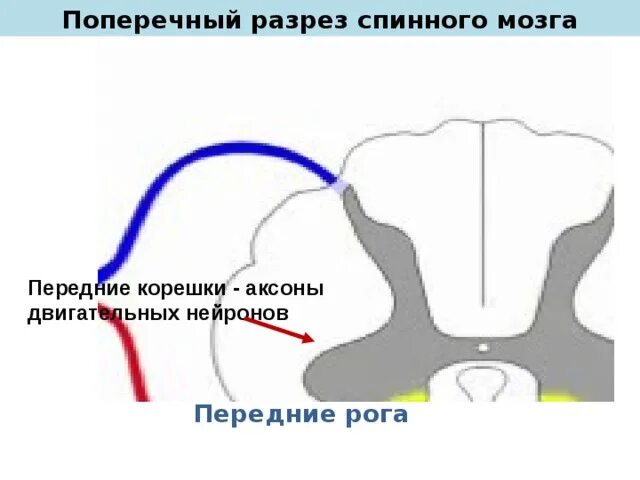 Какие нейроны в рогах спинного мозга. Аксоны мотонейронов передних Рогов спинного мозга. Поперечный разрез спинного мозга. Передние корешки спинного мозга. Передние рога передние корешки.