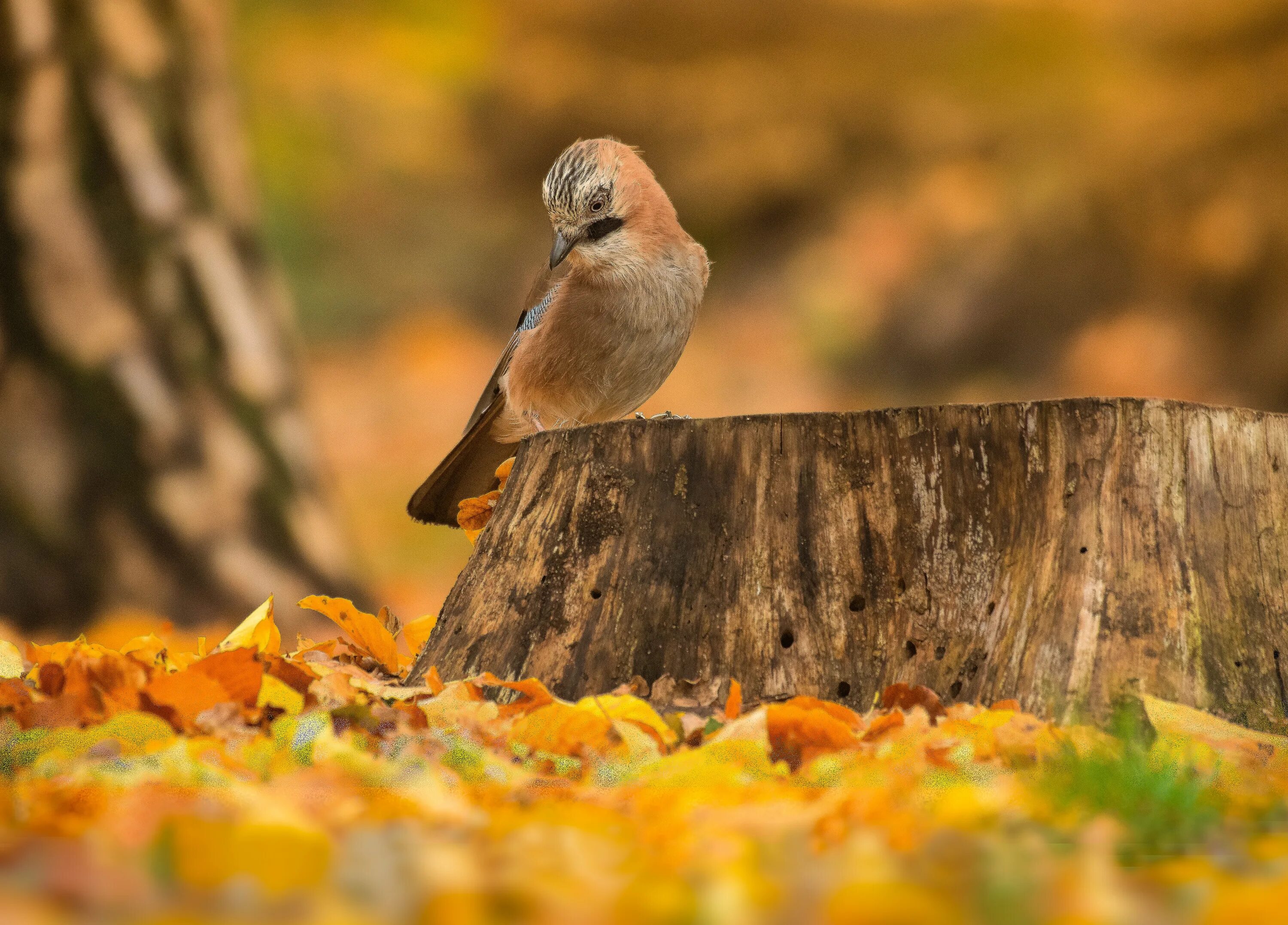 Fall bird. Птица на пне. Птица на пеньке. Птичка на пне фото. Птицы HD на рабочий стол.