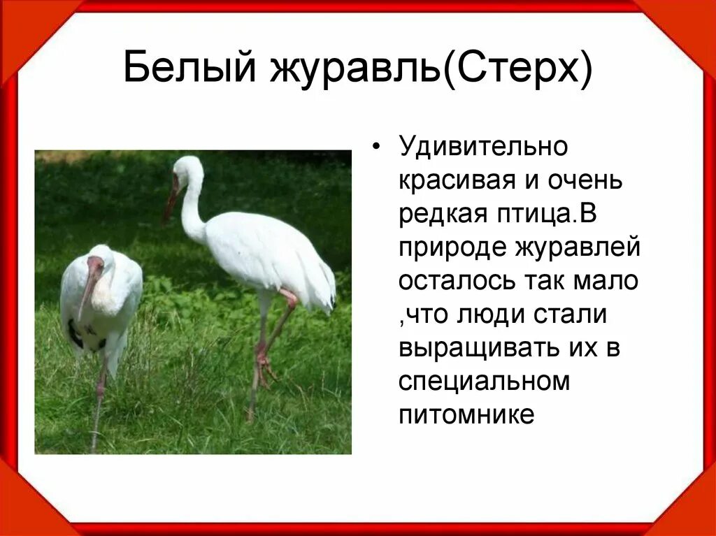 Почему белый журавль занесен в красную. Белый журавль стерх красная книга. красная книга россии белый журавль стерх. красная книга россии журавль стерх. белый журавль стерх красная книга 2 класс.