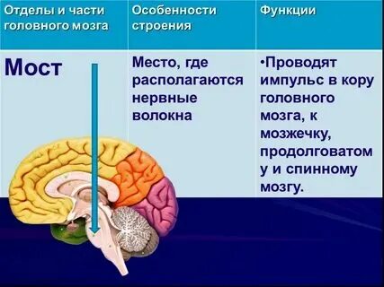 Головной мозг конспект 8 класс