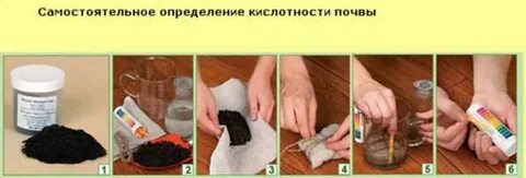 Как определить кислотность почвы