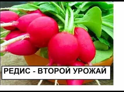 Редиска не завязывается