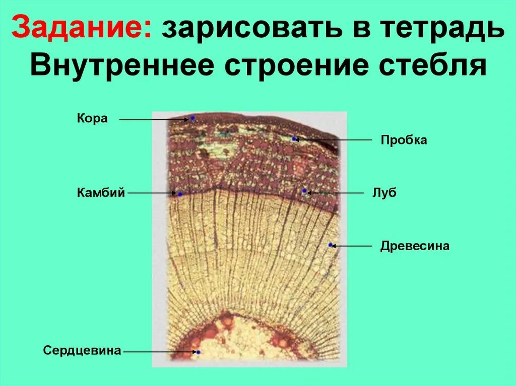 Урок строение стебля 6 класс. Зарисовать в тетради строение стебля. внутреннее строение стебля пшеницы. зарисовать внутреннее строение стебля. клеточное строение стебля 6 класс.
