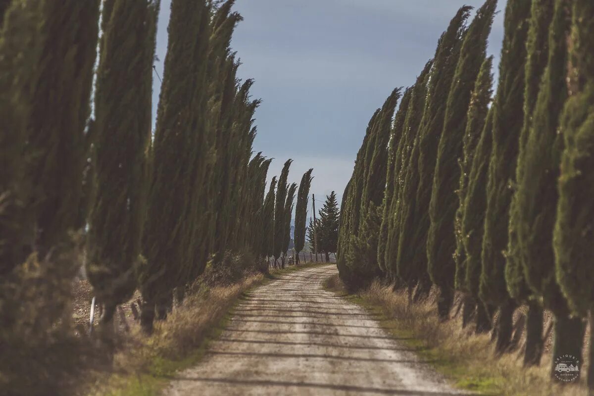 Италия кипарисы тоскана. Кипарисовая аллея ялта. Кипарисовая аллея адлер. Кипарисовый проезд. Кипарис вечнозеленый (cupressus sempervirens).