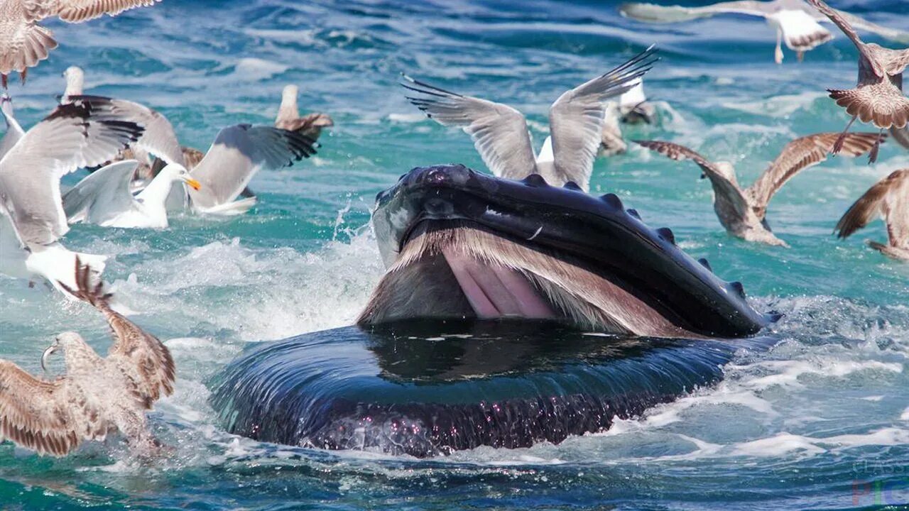 Про обитателей океана. Водные животные. Морские животные и птицы. Фауна океана.