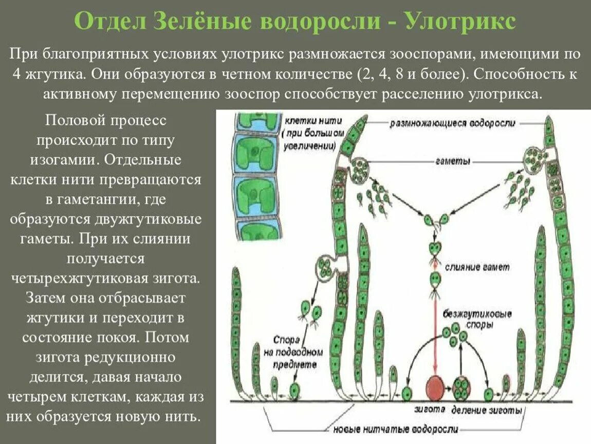 К какому отделу относится улотрикс. Жизненный цикл зеленых водорослей улотрикс. жизненный цикл зеленой водоросли ulothrix.. жизненный цикл цикл улотрикса. цикл развития водоросли улотрикс.