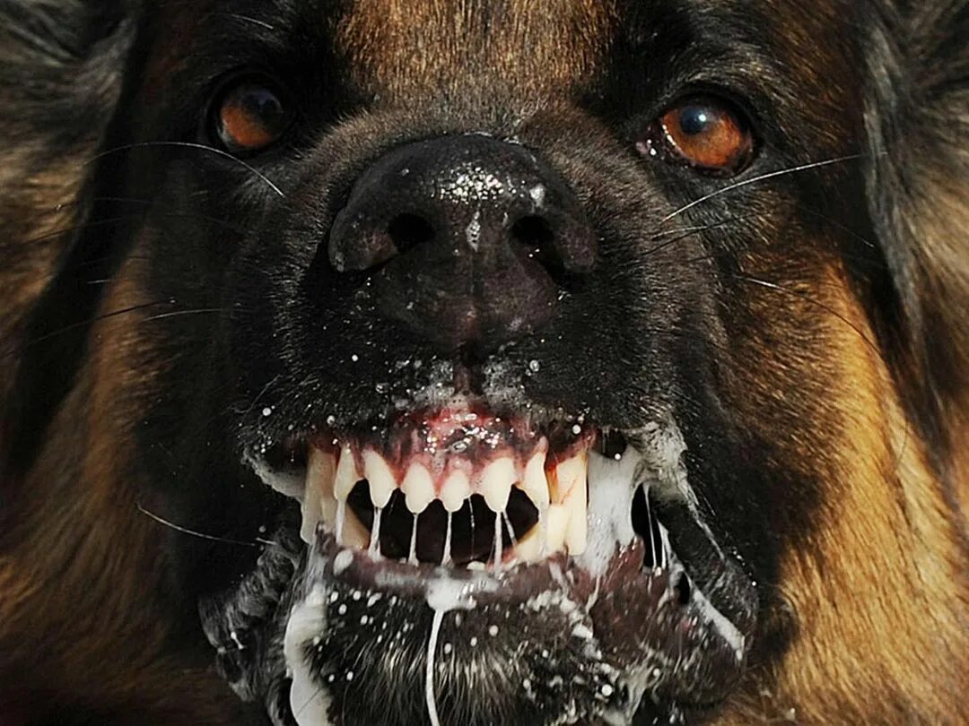 Немецкая овчарка лает. Укушенная забытым псом 4. Брошенная собака. Укушенная забытым псом 4. Собака овчарка немецкая злая.