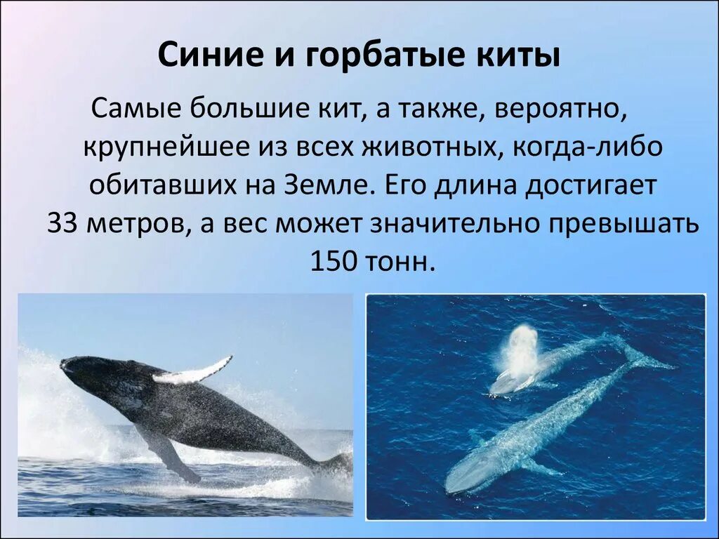 Сообщение об обитателях океана. Горбатый кит Атлантического океана. Горбатый кит красная книга описание. Доклад про кита. Презентация на тему киты.