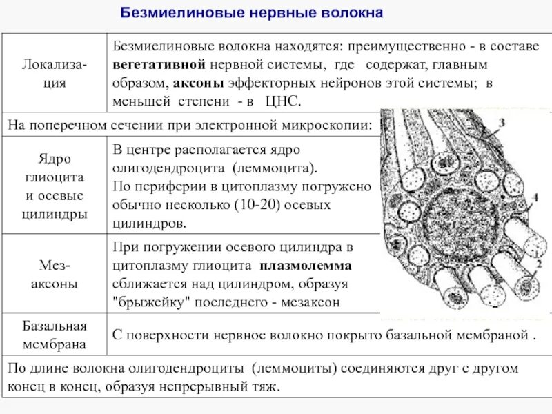 Функции нервного волокна. Миелиновые и безмиелиновые. строение миелинового волокна гистология. безмиелиновое нервное волокно функции. функции миелинового нервного волокна.