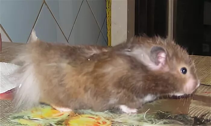 Джунгарики спариваются. Сирийский хомячок размножение. Беременный джунгарский хомяк. Спаривание хомяков джунгариков. Джунгарский хомяк самка.