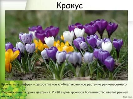 Сообщения детей из крокуса