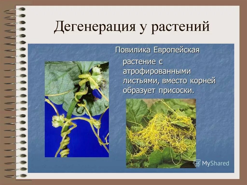 Примерами дегенерации являются. Общая дегенерация у растений. Общая дегенерация примеры у растений. Дегенерация у растений и животных. Общая дегенерация примеры у животных.