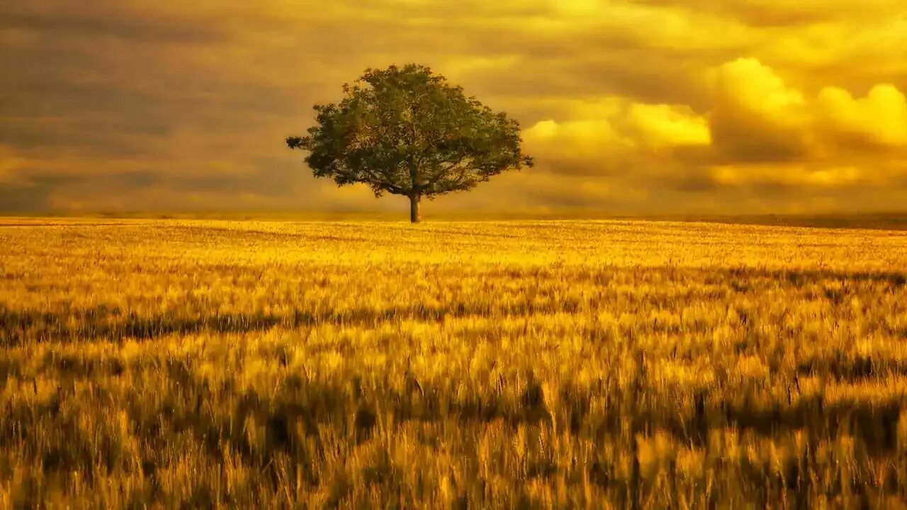 Дерево на лугу. Дерево в поле. Одно дерево фон. Красивый дуб. Дерево посреди поля.