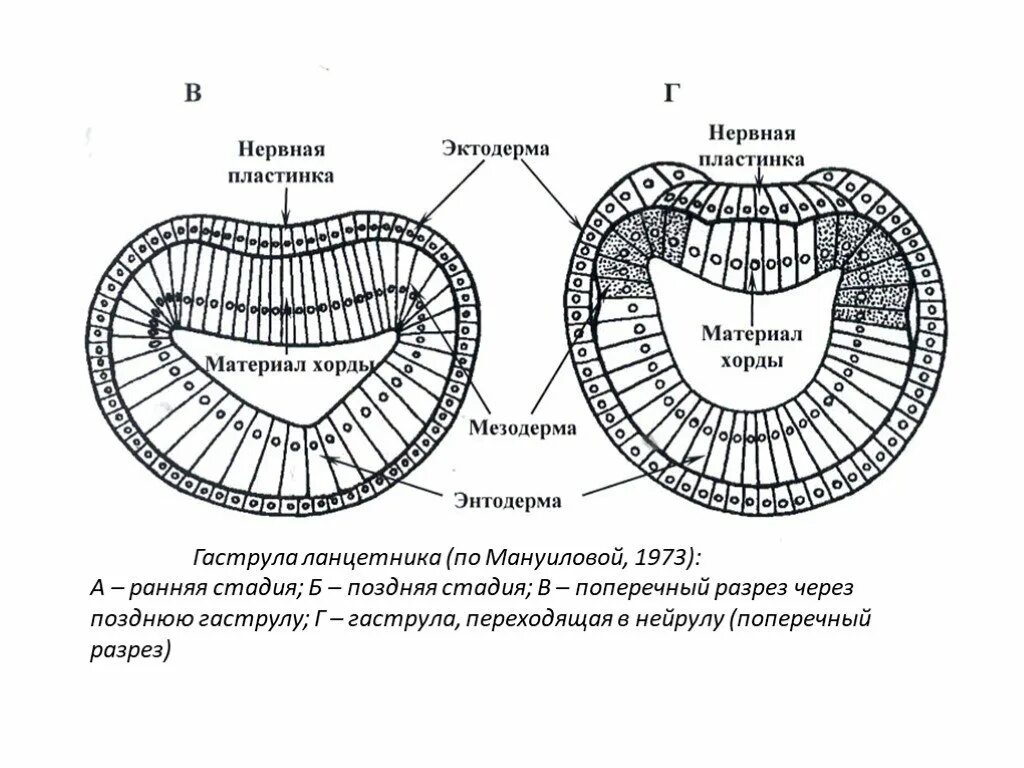 Эктодерма у позвоночных животных. Гаструла эктодерма энтодерма мезодерма. Поперечный разрез гаструлы. Строение гаструлы ланцетника. Энтодерма в нейруле.