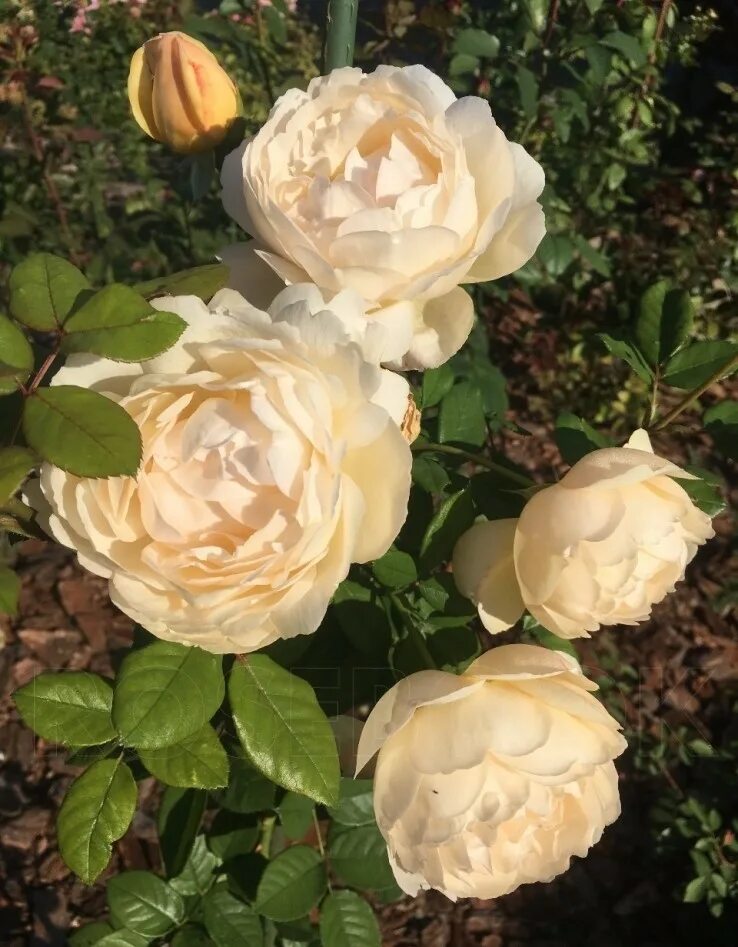 Воллертон олд холл. Роза остина воллертон олд холл. Роза англ. Розы дэвид остин wollerton old. Роза воллертон.