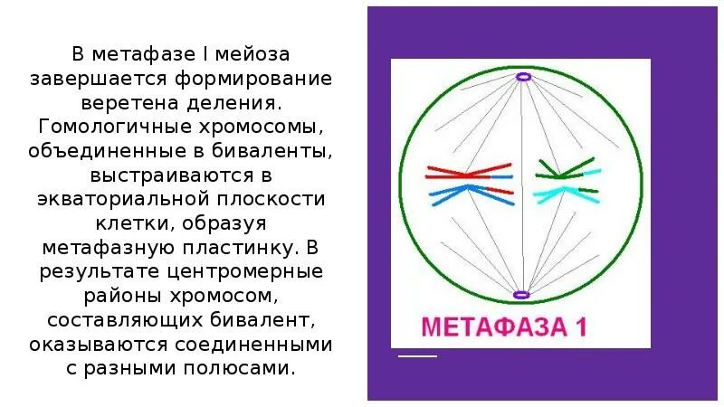 В метафазе первого деления мейоза происходит. Метафаза мейоза 2. Метафаза мейоза 1. Схема строения веретена деления в период метафазы. Мейоз 2 метафаза 2.